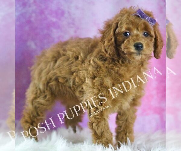 Medium Photo #51 Poodle (Miniature) Puppy For Sale in WARSAW, IN, USA
