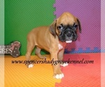 Small #9 Boxer