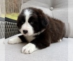 Small #5 Australian Shepherd
