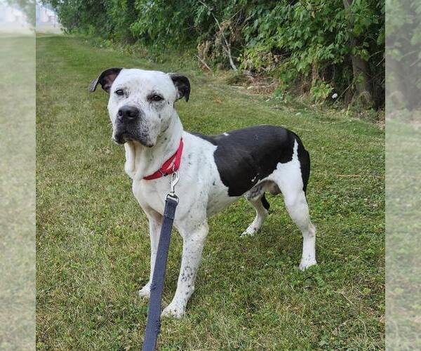 Medium Photo #4  Puppy For Sale in , 