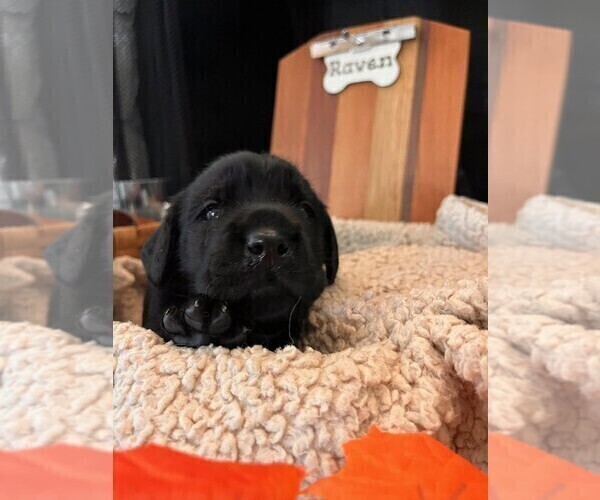 Medium Photo #2 Golden Labrador Puppy For Sale in PORT ORANGE, FL, USA