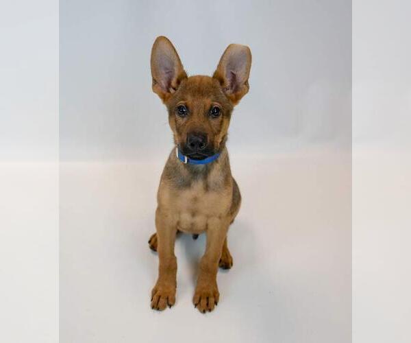 Medium Photo #3 German Shepherd Dog-Unknown Mix Puppy For Sale in Kennesaw, GA, USA