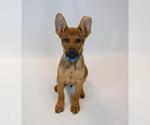 Small #2 German Shepherd Dog Mix