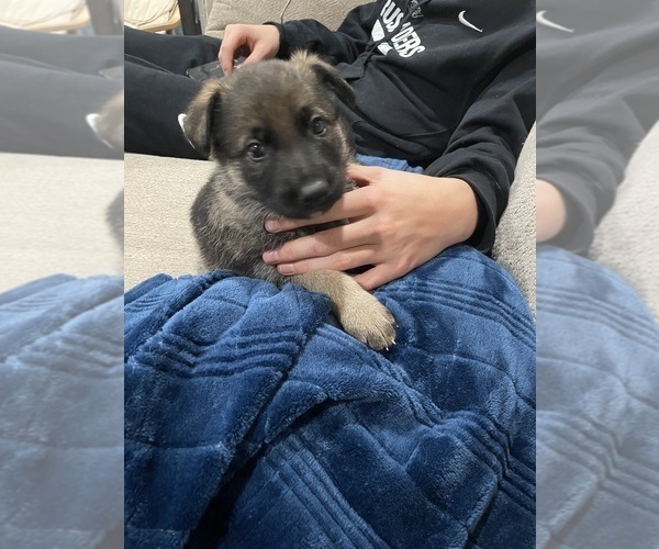Medium Photo #5 German Shepherd Dog Puppy For Sale in MADISON HEIGHTS, VA, USA