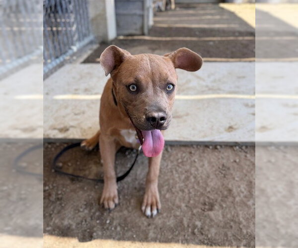 Medium Photo #1 Mutt Puppy For Sale in Riverside, CA, USA