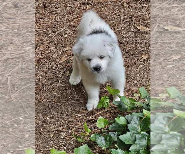 Medium Photo #3 Anatolian Pyrenees Puppy For Sale in Holly Springs, NC, USA