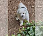 Small #2 Anatolian Pyrenees