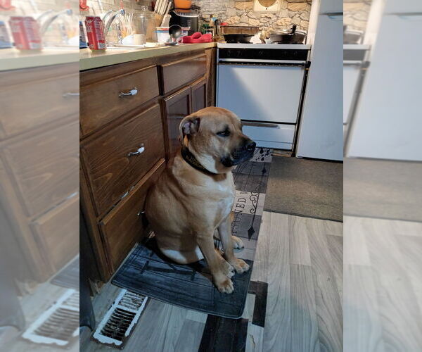 Medium Photo #1 Bullboxer Pit Puppy For Sale in Aurora, IN, USA