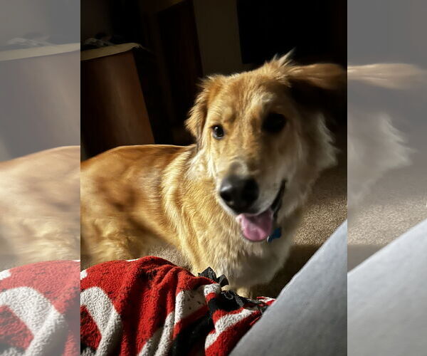 Medium Photo #2 Golden Retriever-Unknown Mix Puppy For Sale in Plainfield, IL, USA