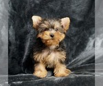 Puppy 12 Yorkshire Terrier