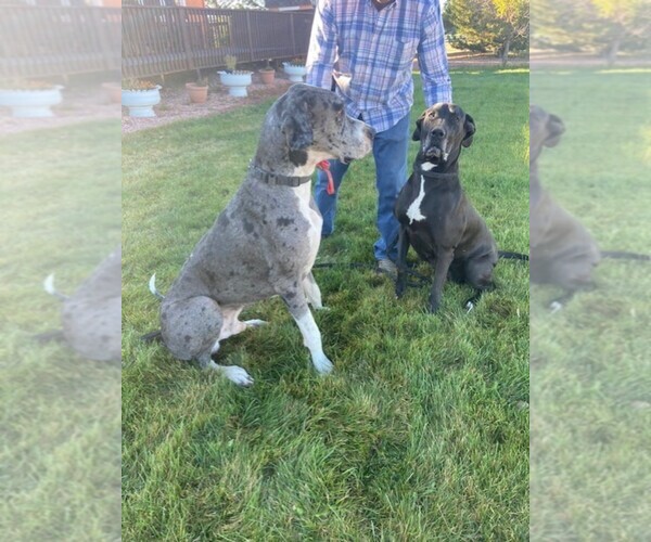 Medium Photo #3 Great Dane Puppy For Sale in BLACK FOREST, CO, USA