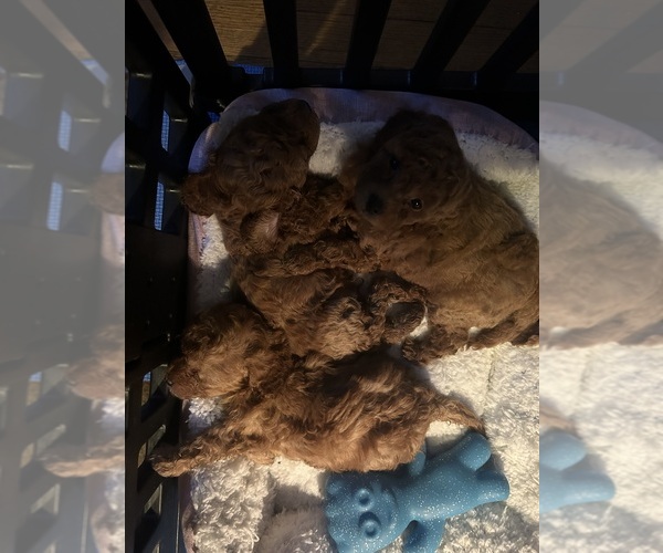 Medium Photo #5 Poodle (Miniature) Puppy For Sale in INDIANAPOLIS, IN, USA