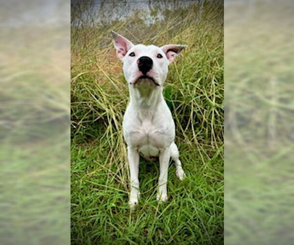 Medium Photo #3 Bull Terrier-Unknown Mix Puppy For Sale in Pleasanton, TX, USA