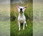 Small #2 Bull Terrier Mix