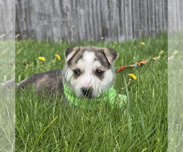 Medium Photo #25 Siberian Husky-Unknown Mix Puppy For Sale in Fargo, ND, USA