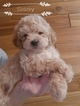 Small Photo #7 Maltipoo Puppy For Sale in CEDAR HILL, MO, USA