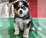 Small Photo #1 Pomsky Puppy For Sale in DELAWARE, OH, USA