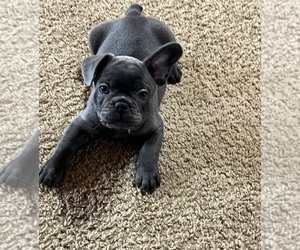 Medium French Bulldog