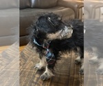Small Photo #36 Schnoodle (Miniature) Puppy For Sale in DINWIDDIE, VA, USA