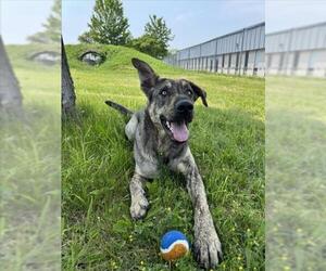 German Shepherd Dog-Unknown Mix Dogs for adoption in Toronto, Ontario, Canada