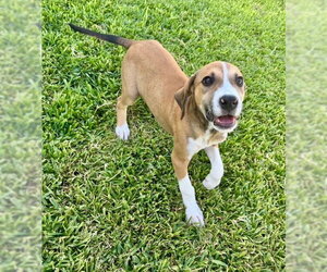 Boomer - Male Mutt Dog for Adoption - Photo #4