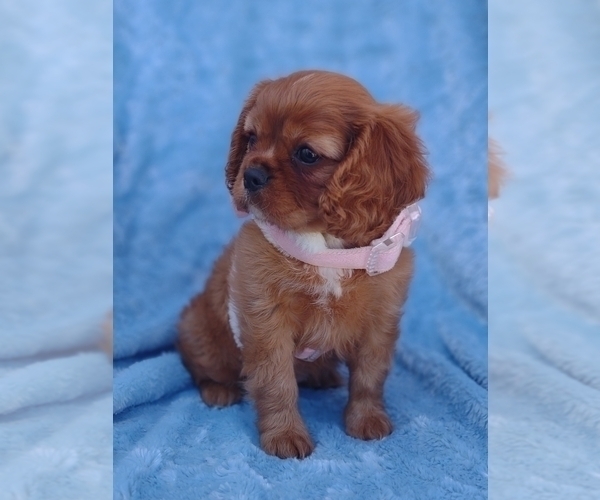 Medium Photo #4 Cavalier King Charles Spaniel Puppy For Sale in ELIZABETHTON, TN, USA