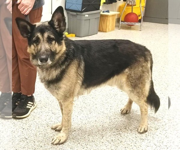 Medium Photo #5 German Shepherd Dog Puppy For Sale in Kansas City, MO, USA