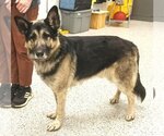 Small #4 German Shepherd Dog