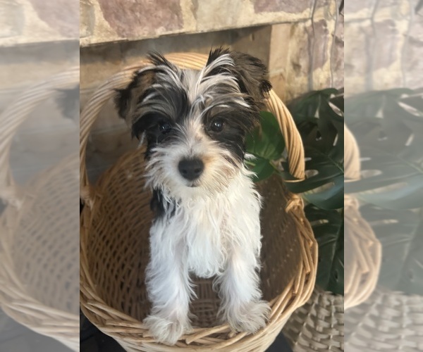 Medium Photo #11 Yorkshire Terrier Puppy For Sale in BRIDGETON, NJ, USA