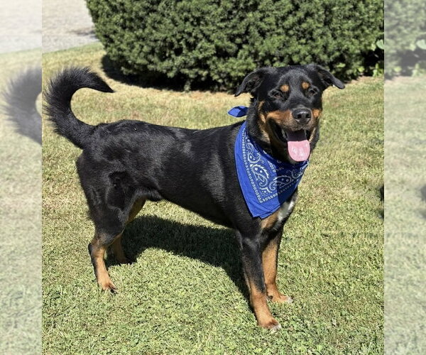Medium Photo #4 Rottweiler-Unknown Mix Puppy For Sale in Spring Lake, NJ, USA