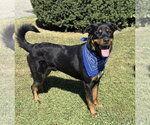 Small #3 Rottweiler Mix