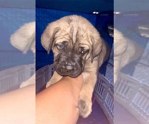 Cane Corso Puppy for Sale in DENAIR, California USA