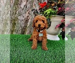 Small #6 Poodle (Miniature)-Poodle (Toy) Mix