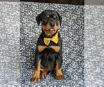 Small Photo #3 Rottweiler Puppy For Sale in CHRISTIANA, PA, USA