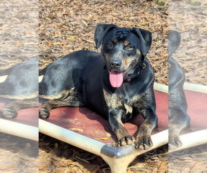 Labrador Retriever-Unknown Mix Dogs for adoption in Milner, GA, USA