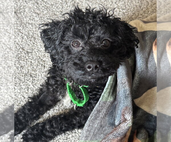 Medium Photo #3 Poodle (Miniature)-Unknown Mix Puppy For Sale in Fargo, ND, USA