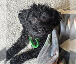 Small #2 Poodle (Miniature) Mix