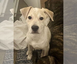 Labrador Retriever-Unknown Mix Dogs for adoption in Jefferson, NJ, USA