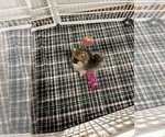 Small #1 Pomeranian