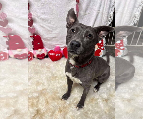 Medium Photo #18 American Pit Bull Terrier-Labrador Retriever Mix Puppy For Sale in Germantown, OH, USA