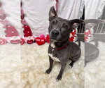 Small #17 American Pit Bull Terrier-Labrador Retriever Mix