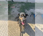 Small #2 Rottweiler Mix