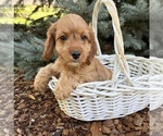 Small #4 Cockapoo (Miniature)