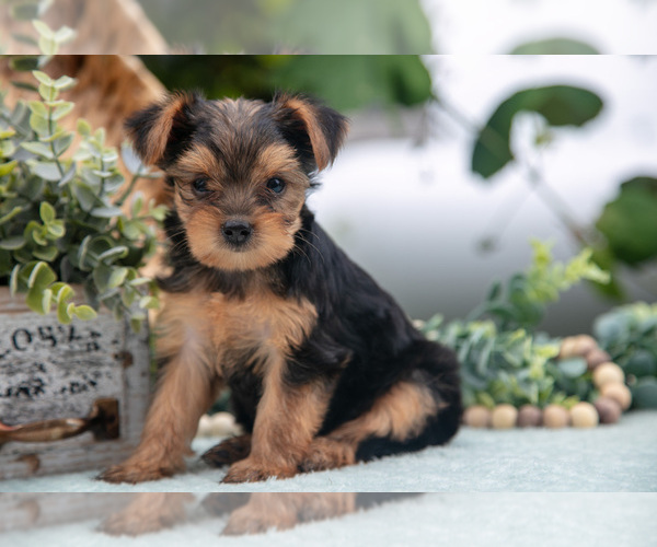 Medium Photo #4 Shorkie Tzu Puppy For Sale in KIRKWOOD, PA, USA