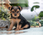 Small #3 Shorkie Tzu