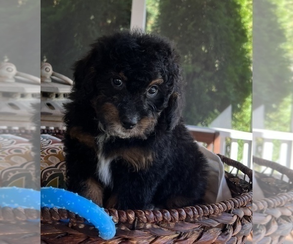 Medium Photo #3 Bernedoodle (Miniature) Puppy For Sale in NOBLESVILLE, IN, USA