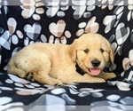 Small Photo #5 Golden Retriever Puppy For Sale in OXFORD, PA, USA