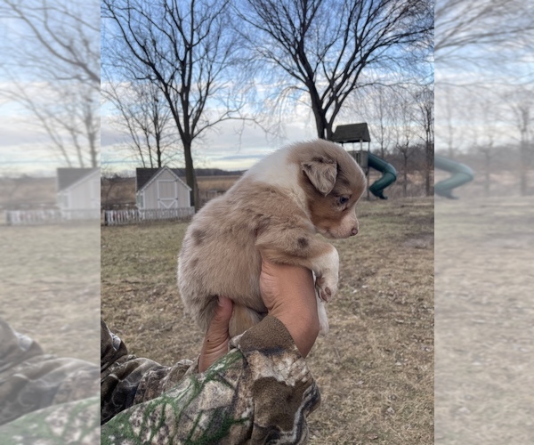 Medium Photo #3 Australian Shepherd Puppy For Sale in TOLEDO, IL, USA