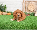 Small #2 Cavapoo