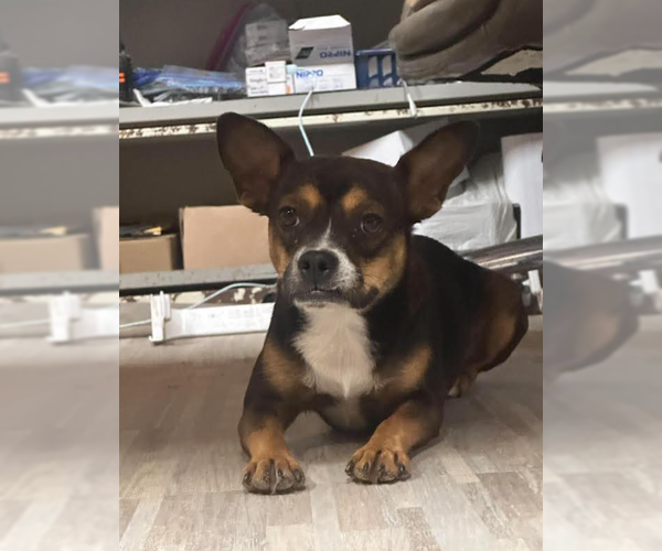 Medium Photo #2 Chihuahua-Unknown Mix Puppy For Sale in Cranston, RI, USA
